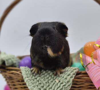 Rescue Guinea Pig Guinea Pigs for Adoption in Angleton, Texas - Jane & Marie | PetCurious